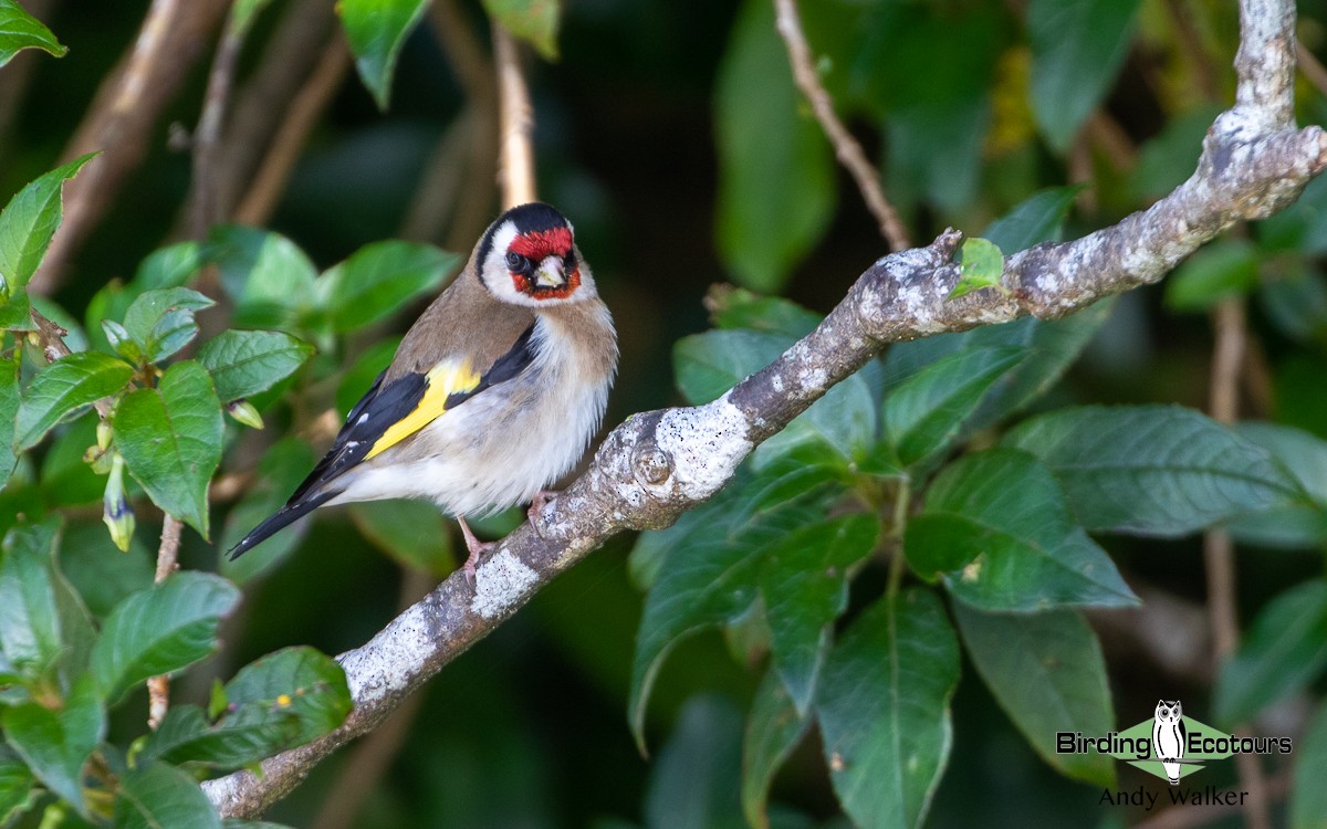 European Goldfinch - Andy Walker - Birding Ecotours