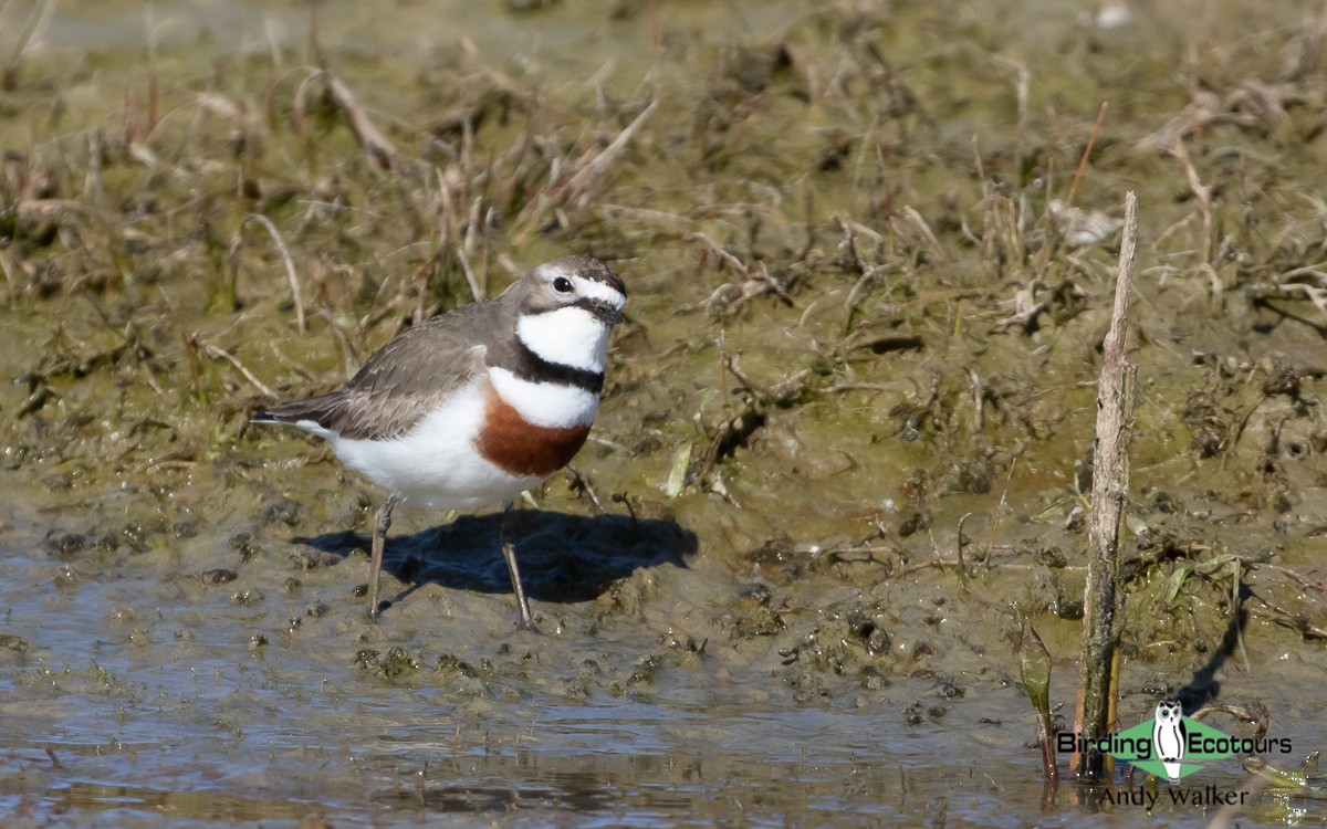Double-banded Plover - ML511142061
