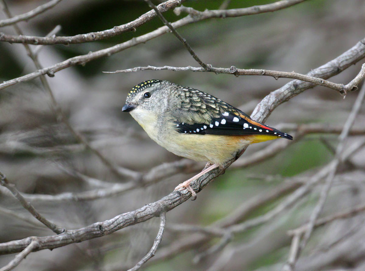 Spotted Pardalote (Spotted) - Scott Baker