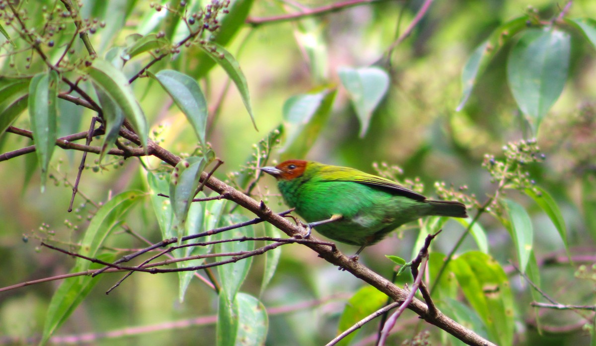 Bay-headed Tanager - ML511145801