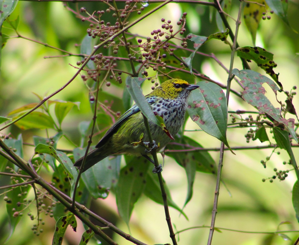 Speckled Tanager - ML511146081