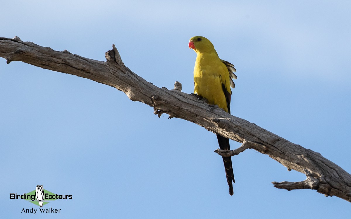 Regent Parrot - Andy Walker - Birding Ecotours
