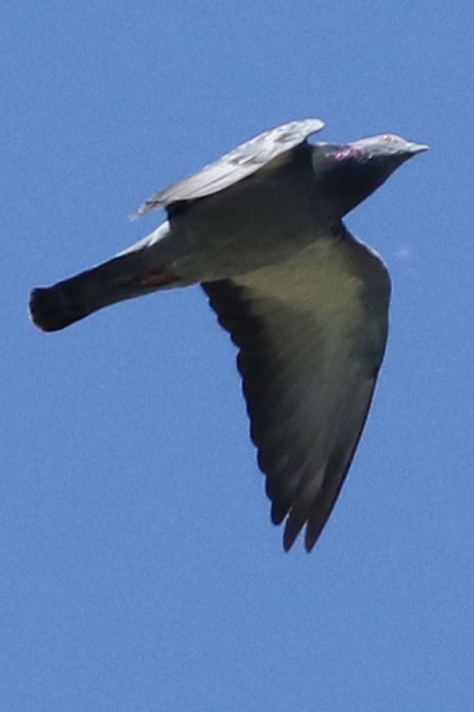 Rock Pigeon (Feral Pigeon) - ML51114871