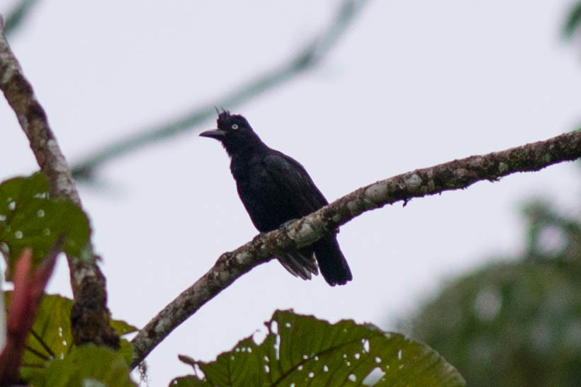 Amazonian Umbrellabird - ML51114911