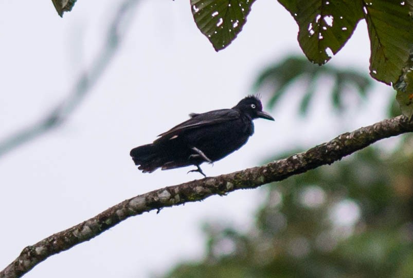 Amazonian Umbrellabird - ML51114951