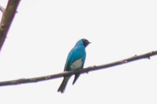 Swallow Tanager - ML51115061