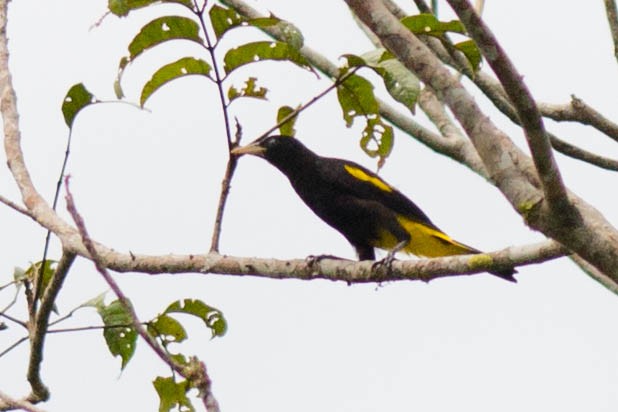 Yellow-rumped Cacique - ML51115201