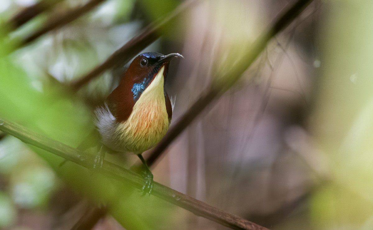 Lovely Sunbird - Forest Botial-Jarvis