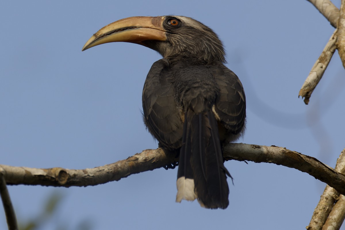Malabar Gray Hornbill - ML511160981