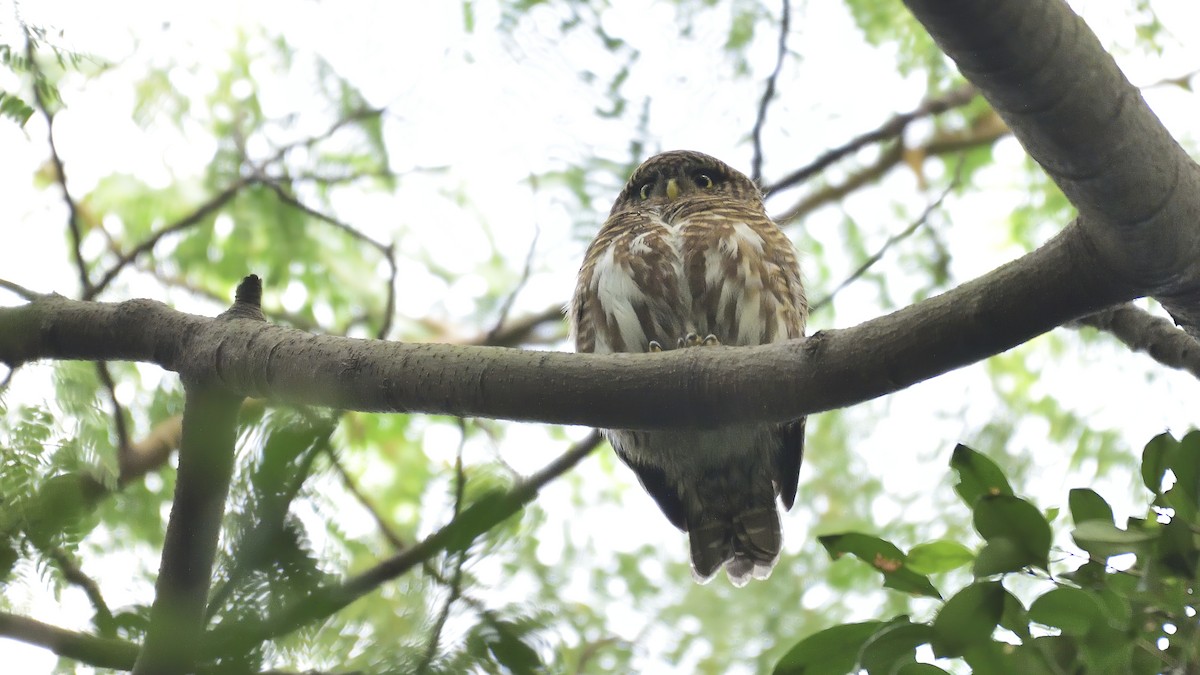 Asian Barred Owlet - xiwen CHEN