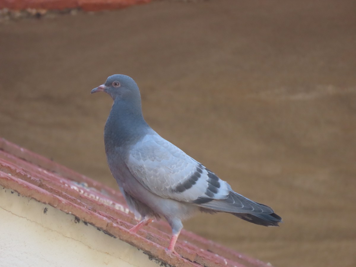 Rock Pigeon (Feral Pigeon) - Doug Kibbe