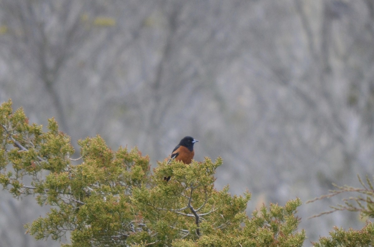 Orchard Oriole - ML511166351