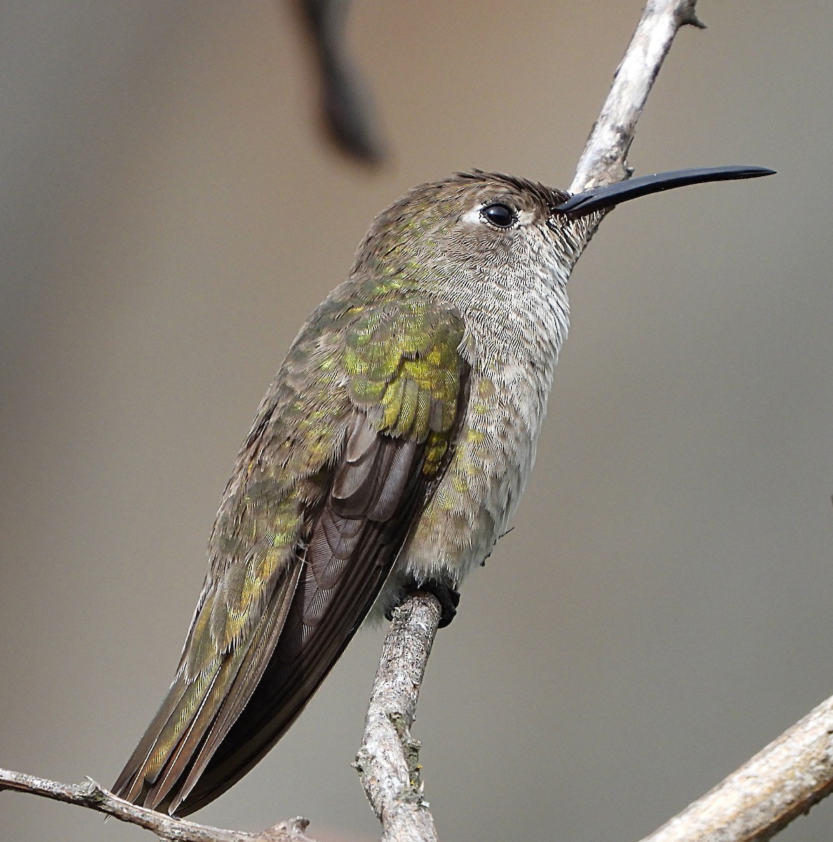 Spot-throated Hummingbird - Mauricio Ruano
