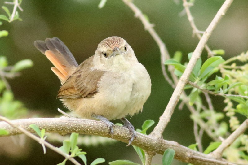 Little Thornbird - J. Simón Tagtachian