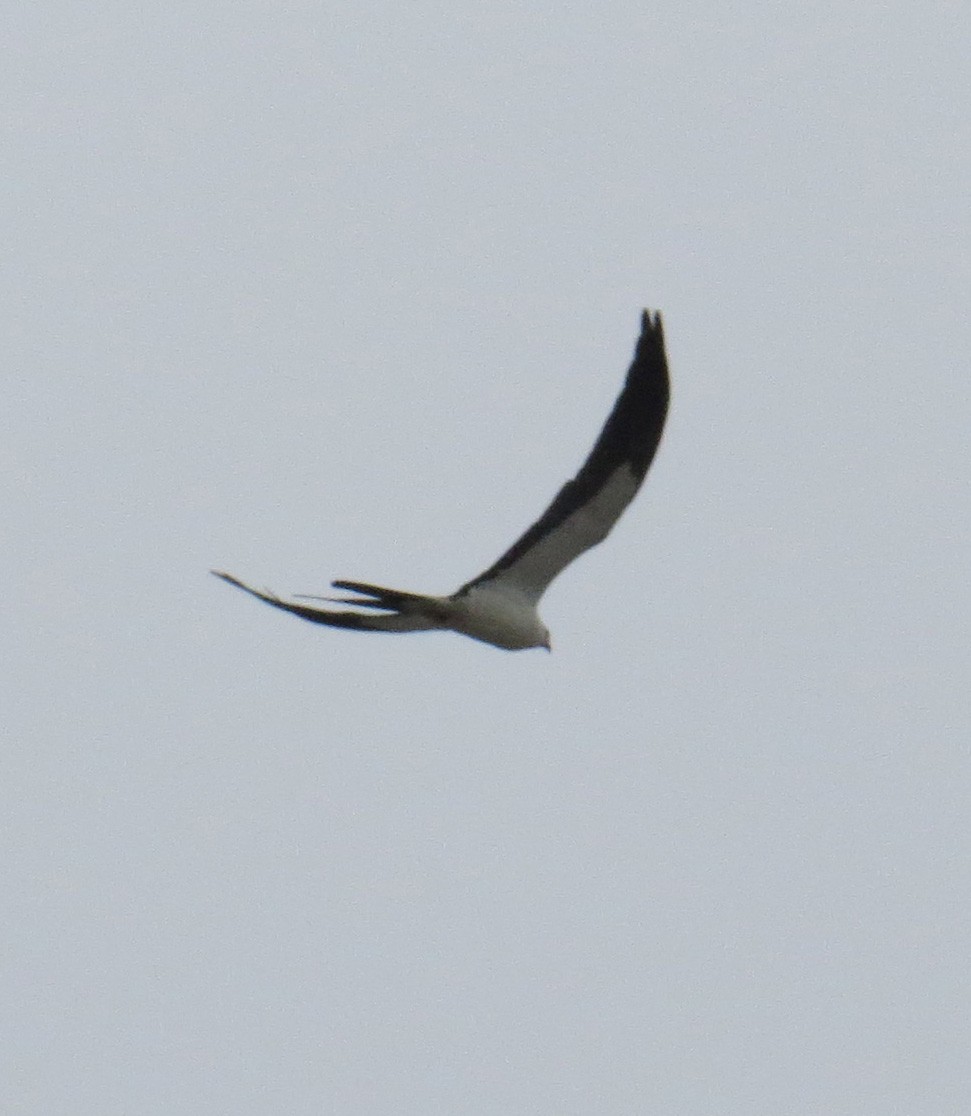 Swallow-tailed Kite - ML51117521