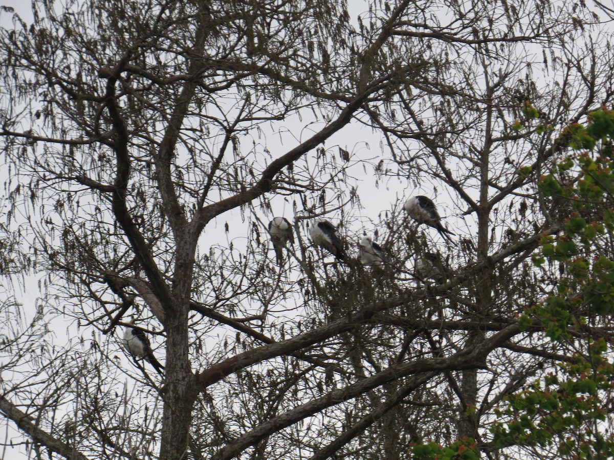 Swallow-tailed Kite - ML51118131