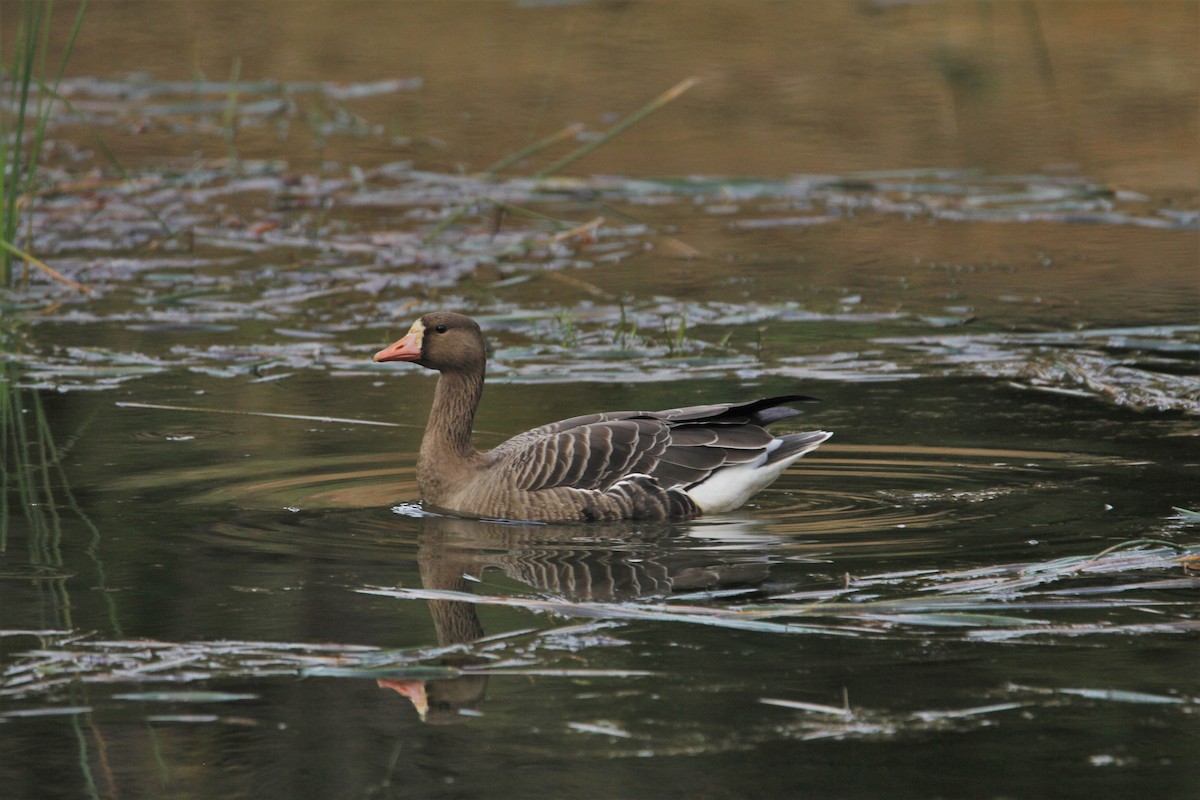 Greater White-fronted Goose - ML511181951