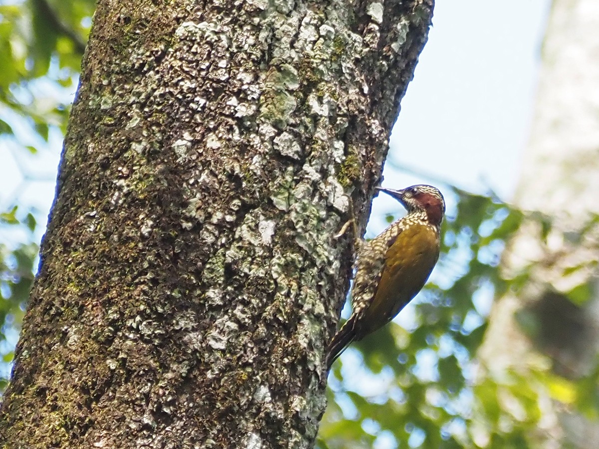 Brown-eared Woodpecker - ML511184261