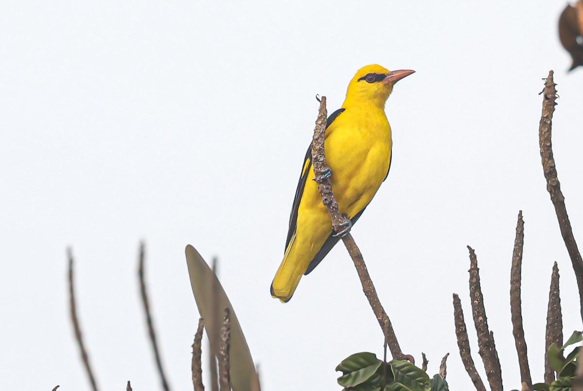 Indian Golden Oriole - ML511191101