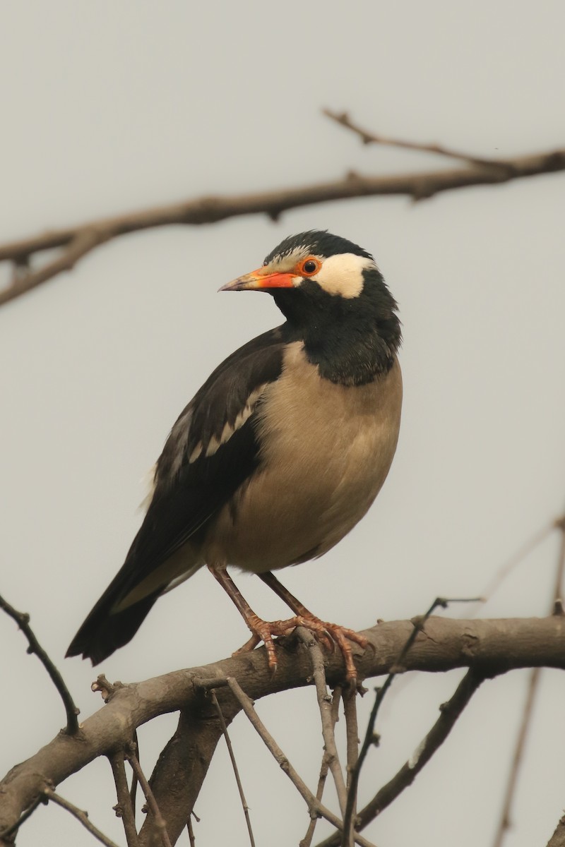 Indian Pied Starling - ML511191281