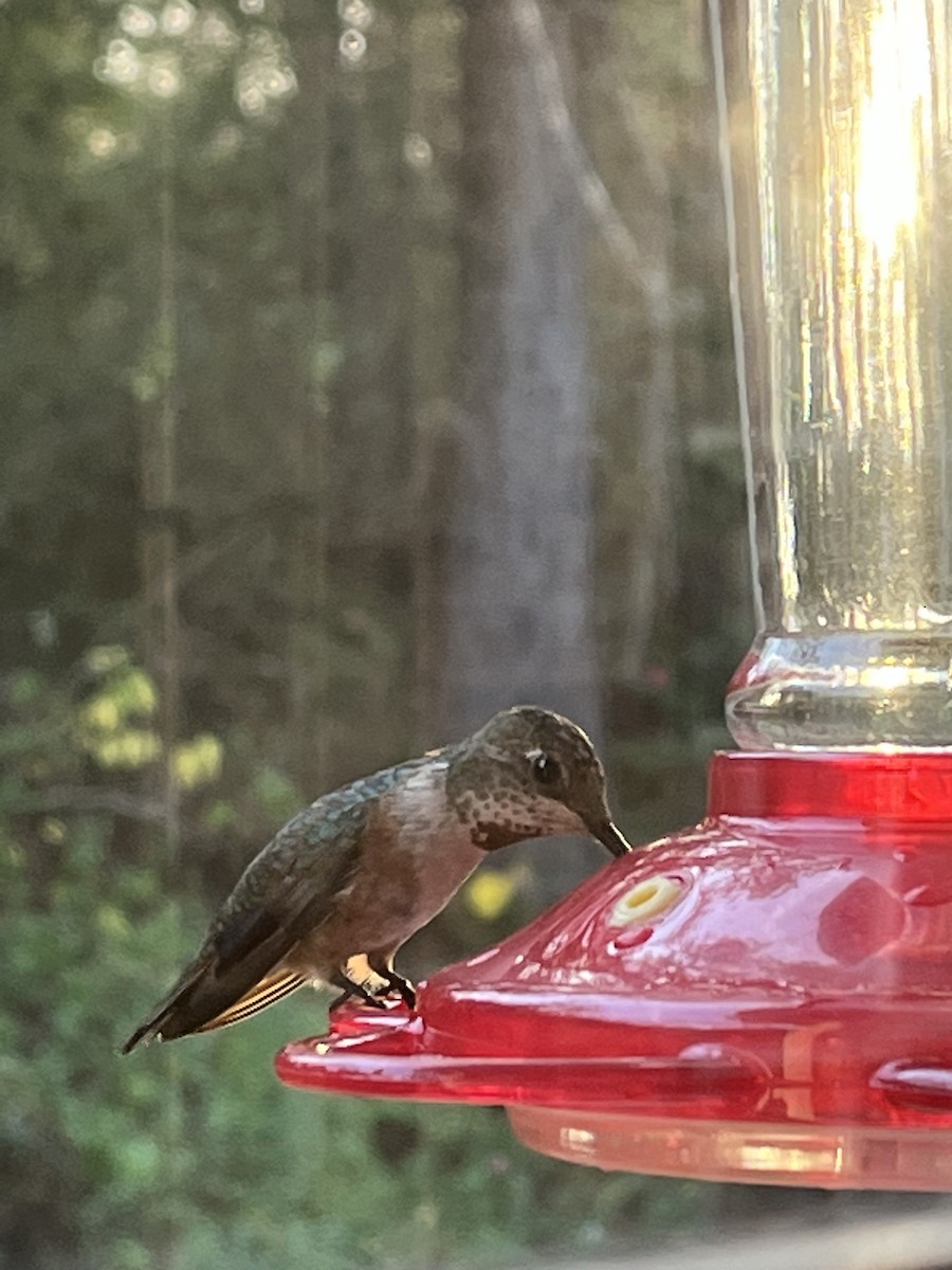 Rufous Hummingbird - ML511191481