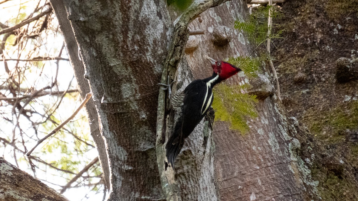 Pale-billed Woodpecker - ML511193011
