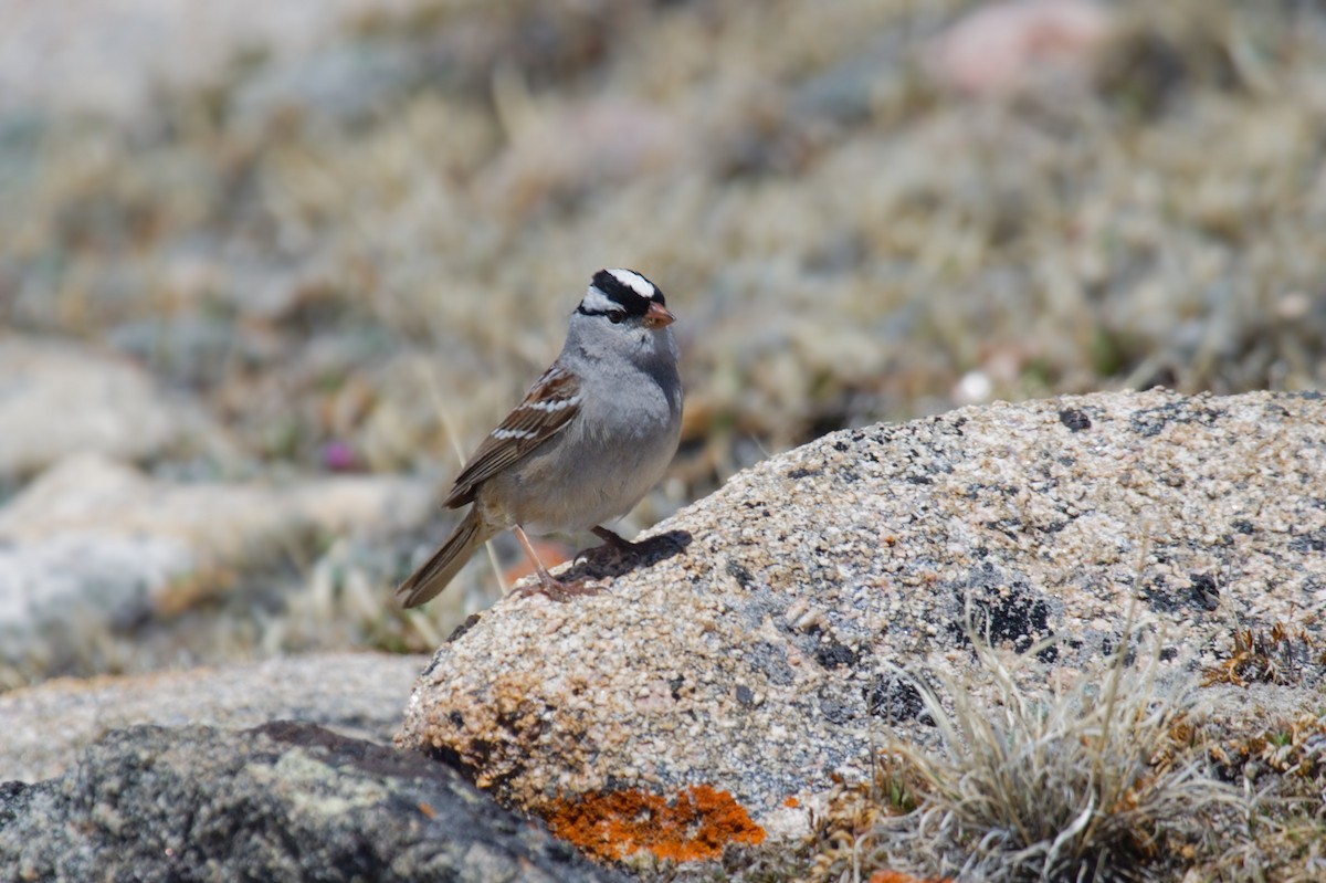 White-crowned Sparrow (oriantha) - Don-Jean Léandri-Breton