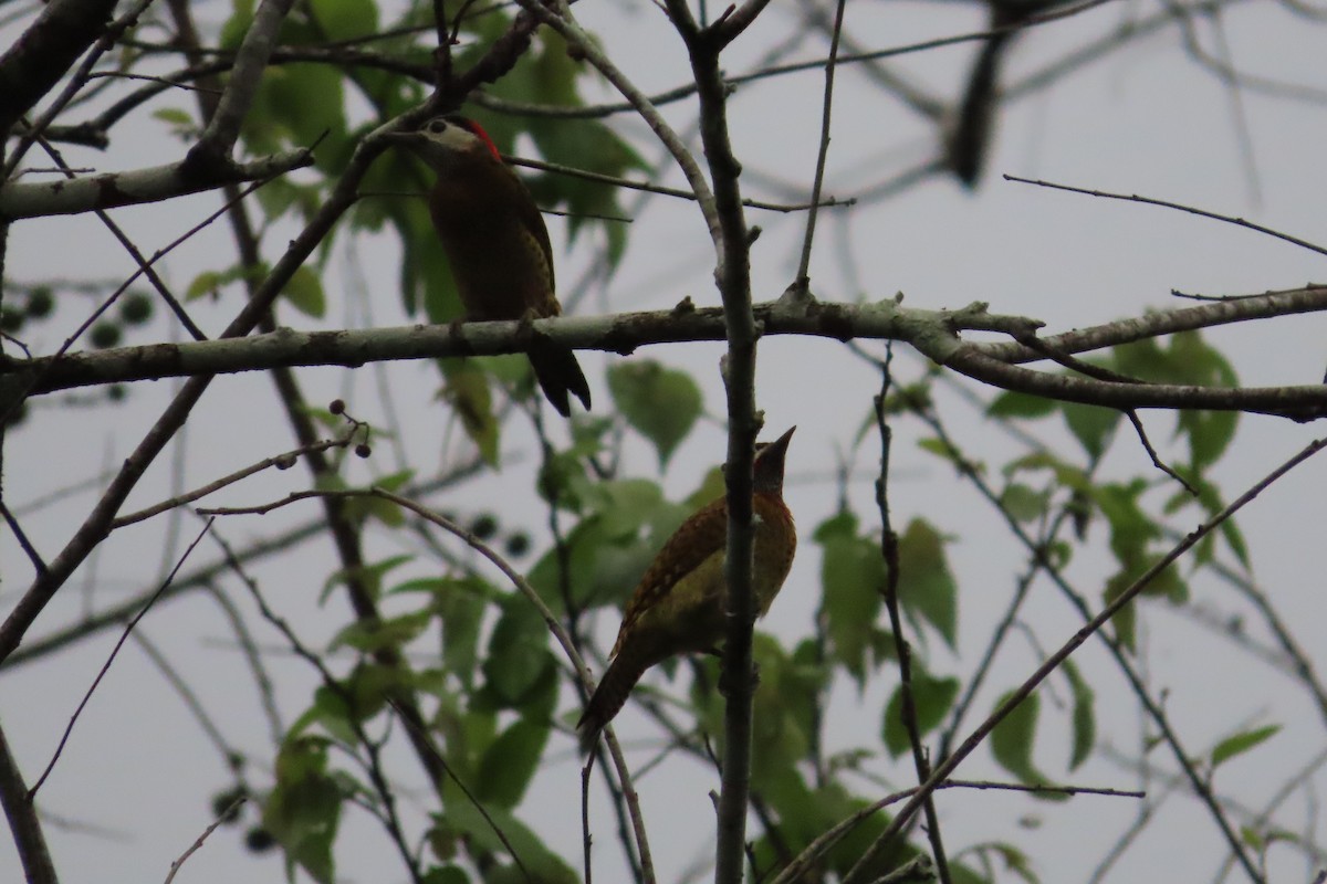 Spot-breasted Woodpecker - ML511193551