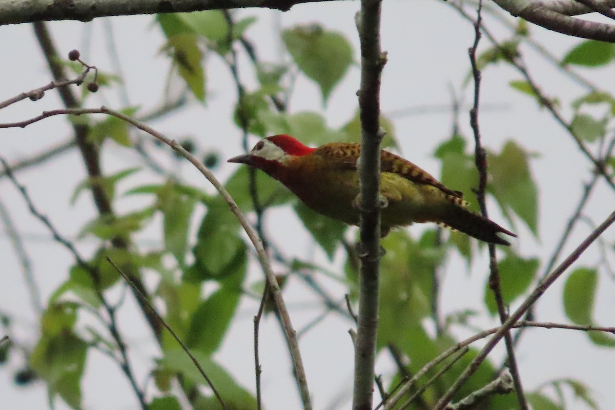 Spot-breasted Woodpecker - ML511193591