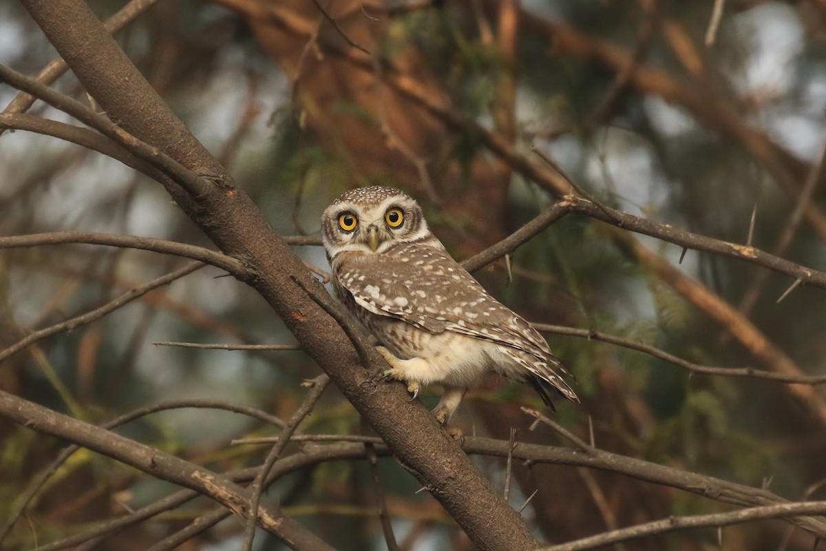 Spotted Owlet - ML511193621