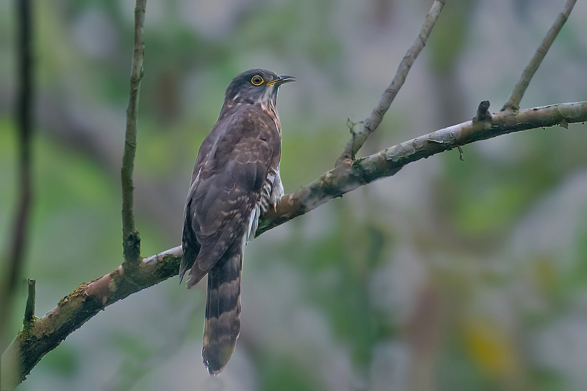 Large Hawk-Cuckoo - Rajkumar Das