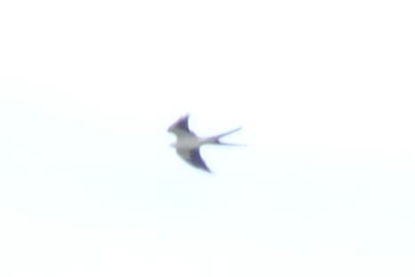 Swallow-tailed Kite - Sheila Hebert