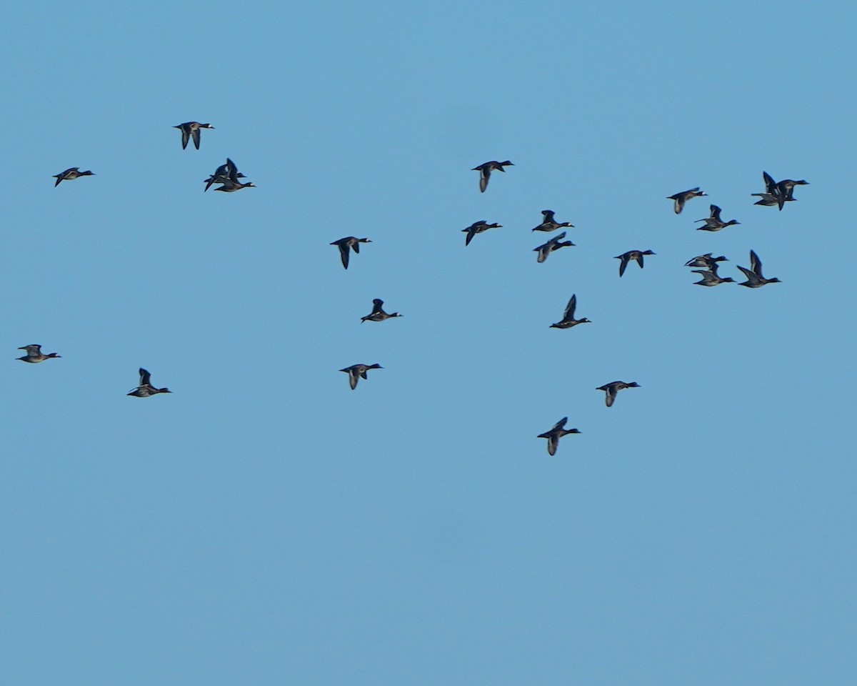 eBird Brasil Checklist - 7 Dec 2022 - Terra Ceia Preserve SP - 11 species