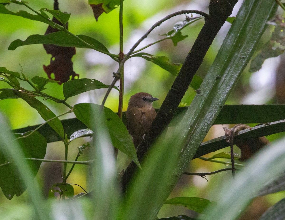 Crescent-chested Babbler - ML511203461