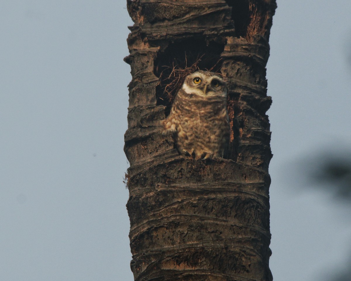 Spotted Owlet - Debojyoti Chakraborty