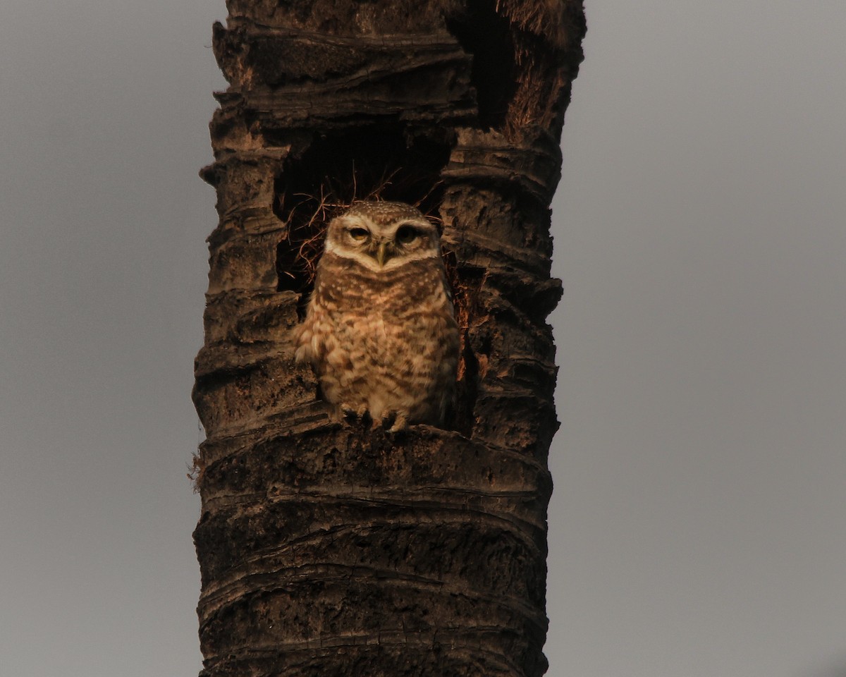 Spotted Owlet - ML511206211