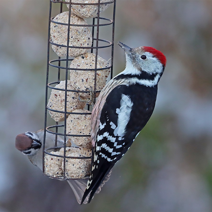 Middle Spotted Woodpecker - ML511208251