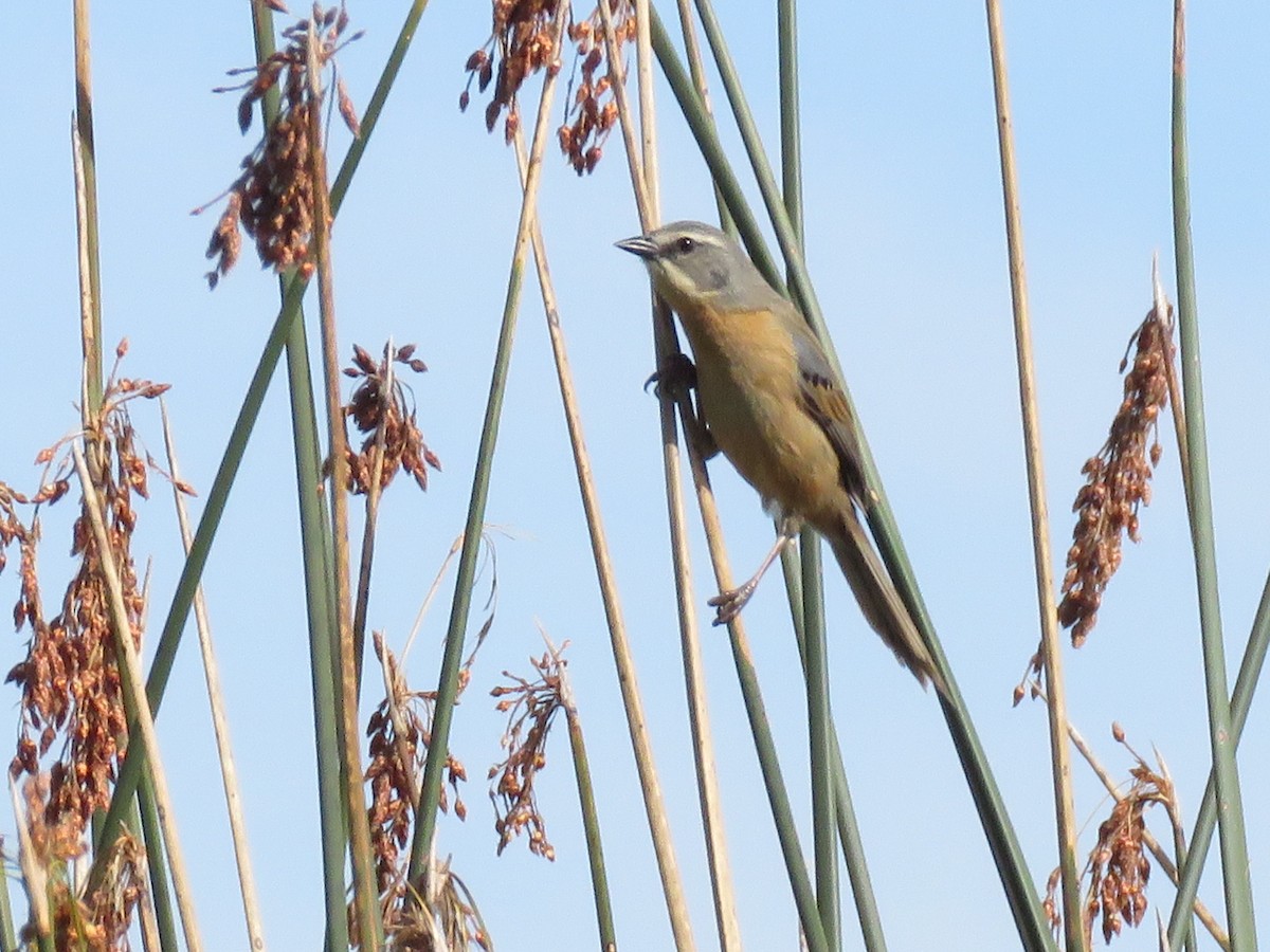 Long-tailed Reed Finch - ML511209691