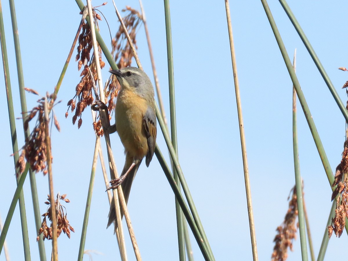Long-tailed Reed Finch - ML511209701