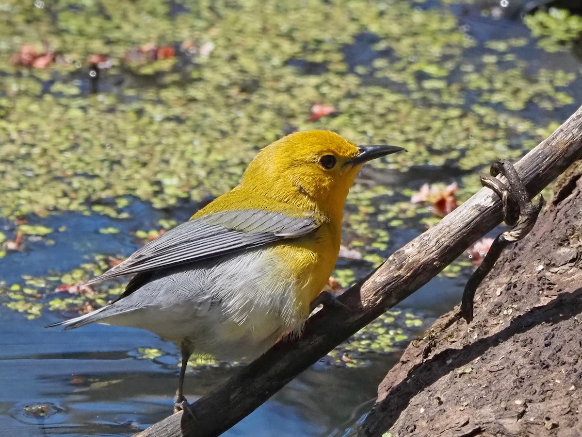 Prothonotary Warbler - ML511214521