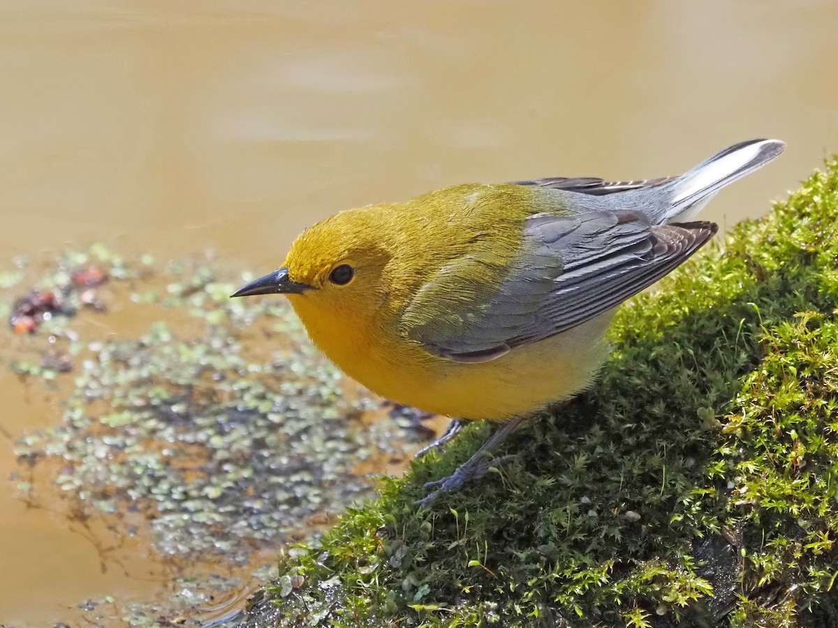 Prothonotary Warbler - ML511214531