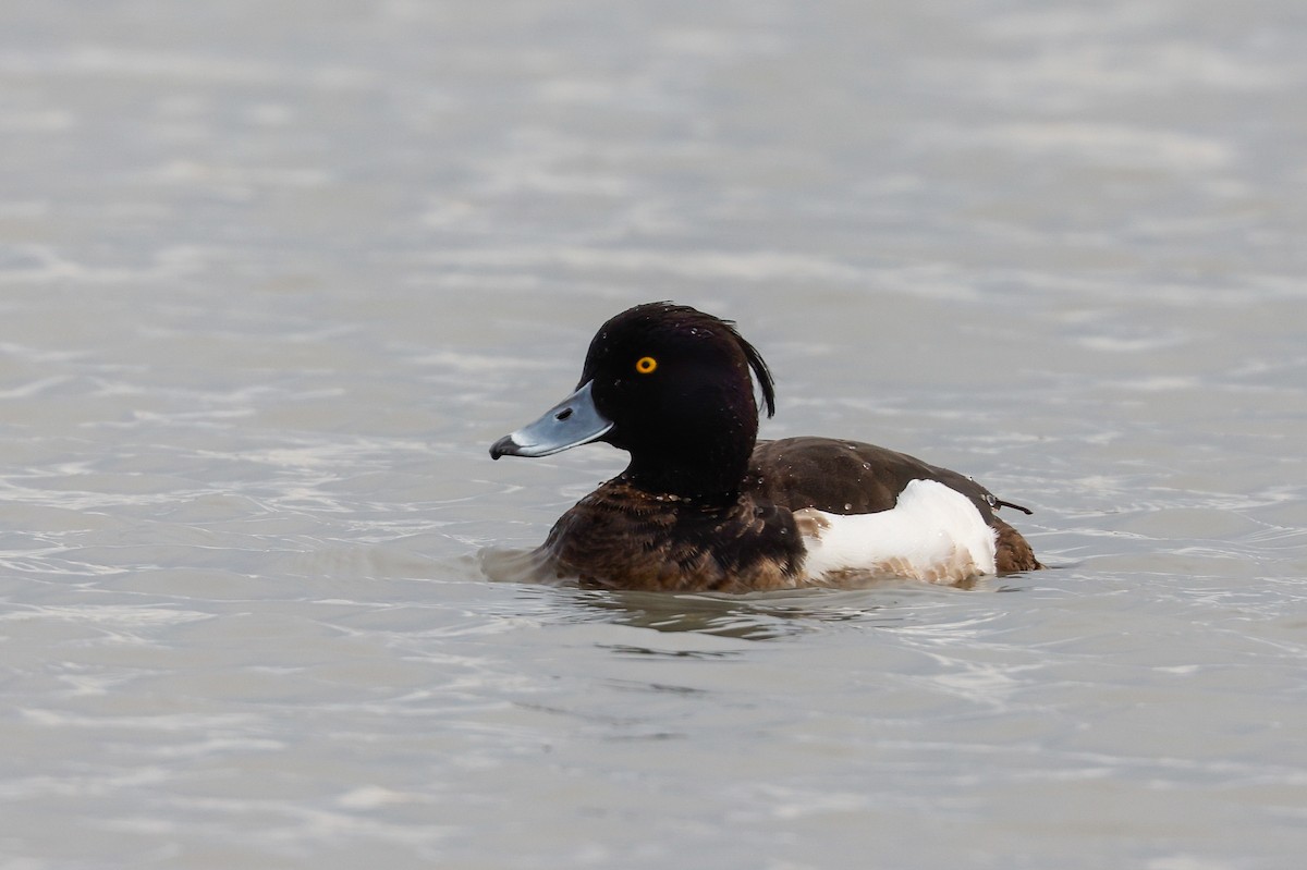 Tufted Duck - ML511214731