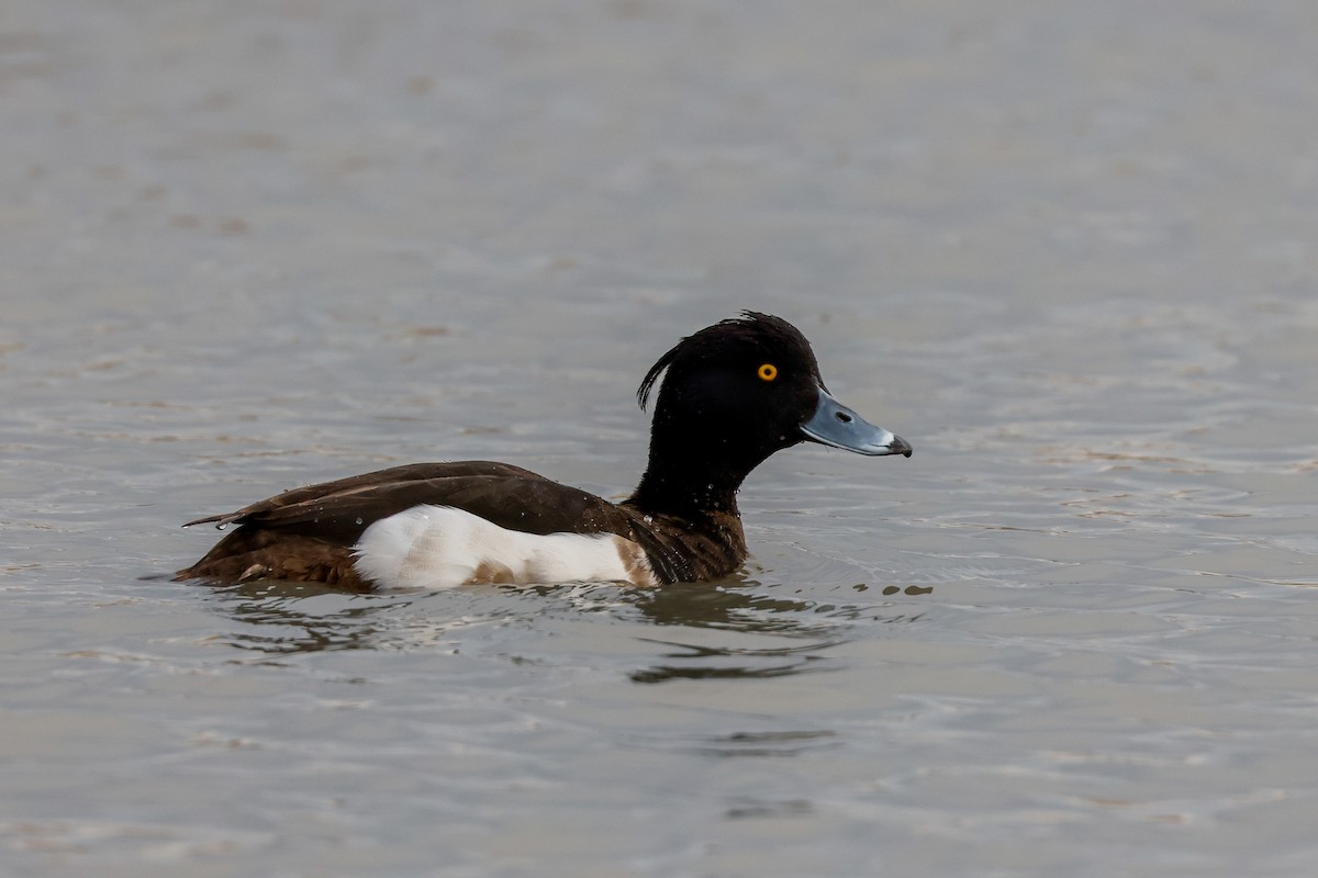 Tufted Duck - ML511214751