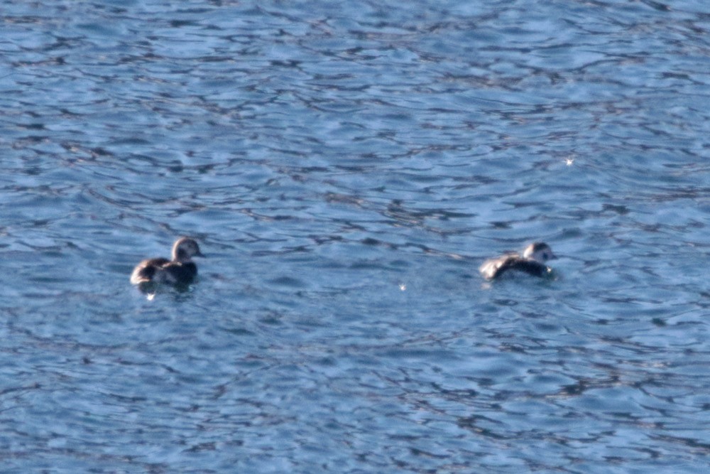 Long-tailed Duck - ML511215041