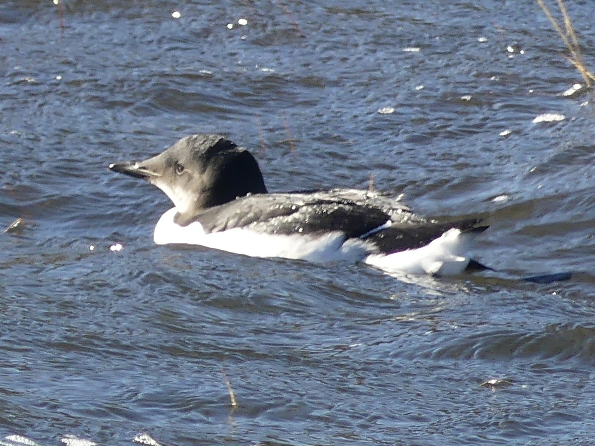 eBird Checklist 8 Dec 2022 Damons Point, Marshfield 5 species