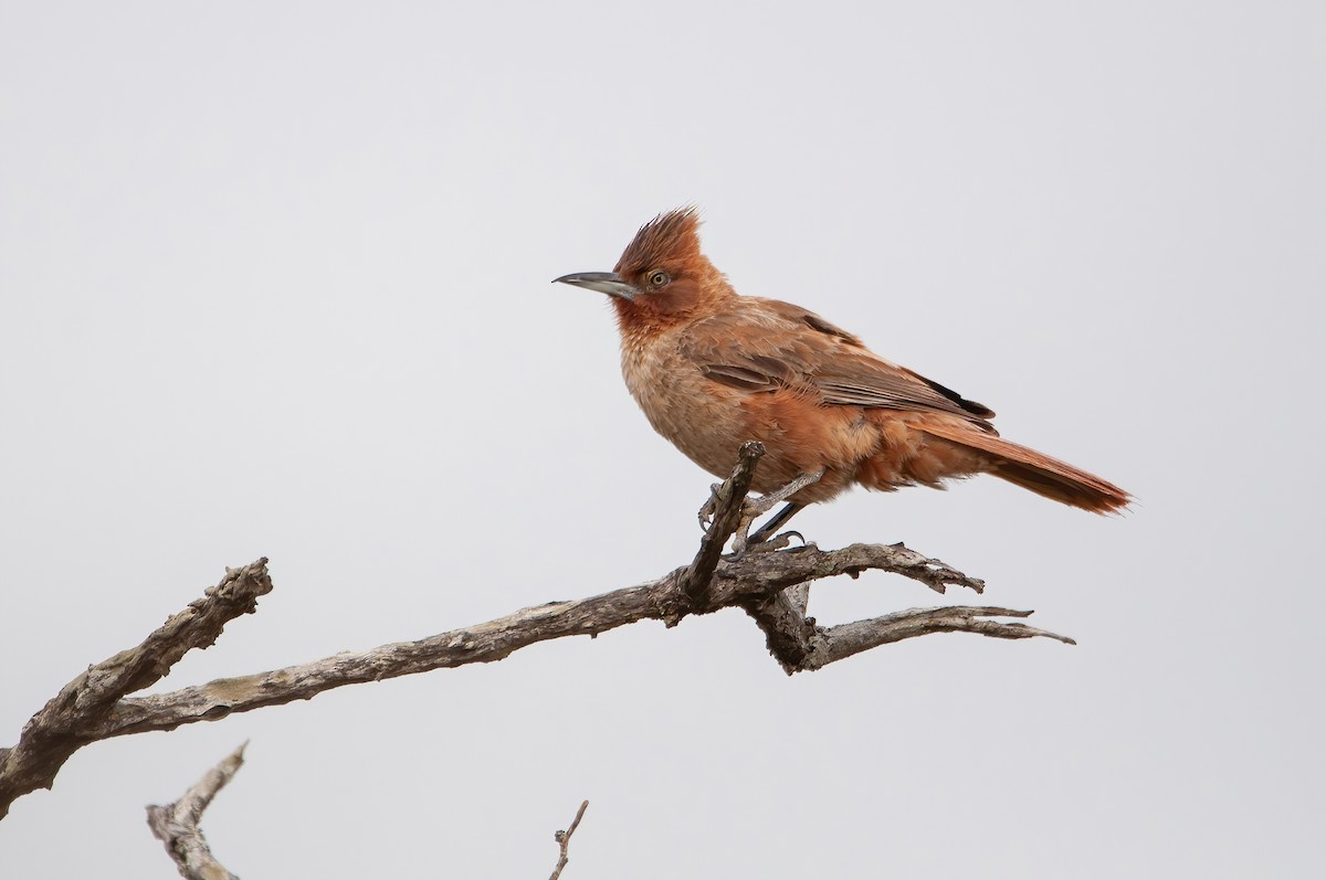 Brown Cacholote - Raphael Kurz -  Aves do Sul