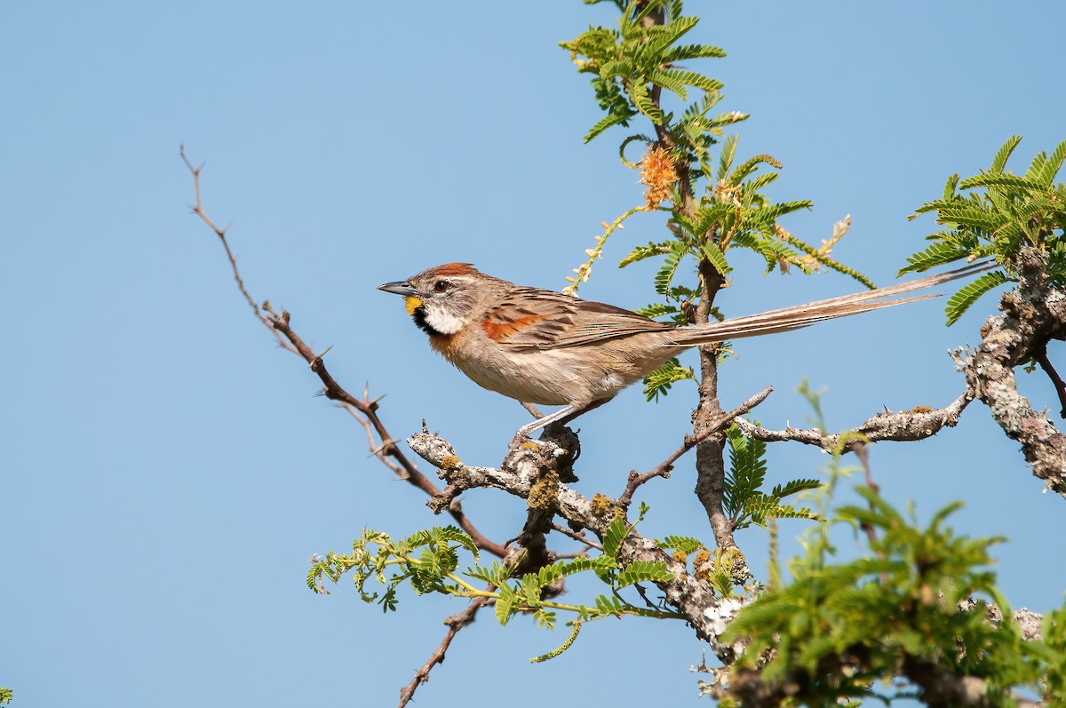 Chotoy Spinetail - ML511218431