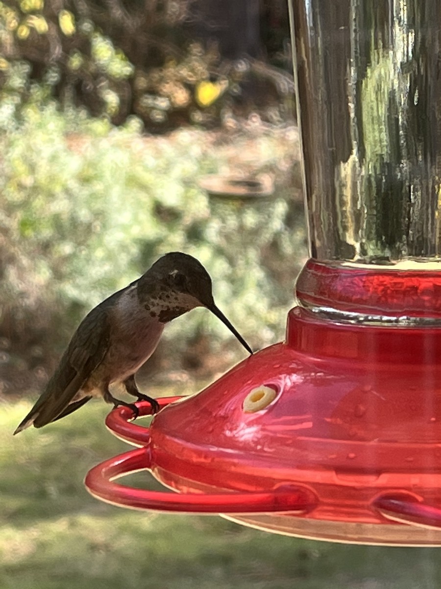 Rufous Hummingbird - ML511225291