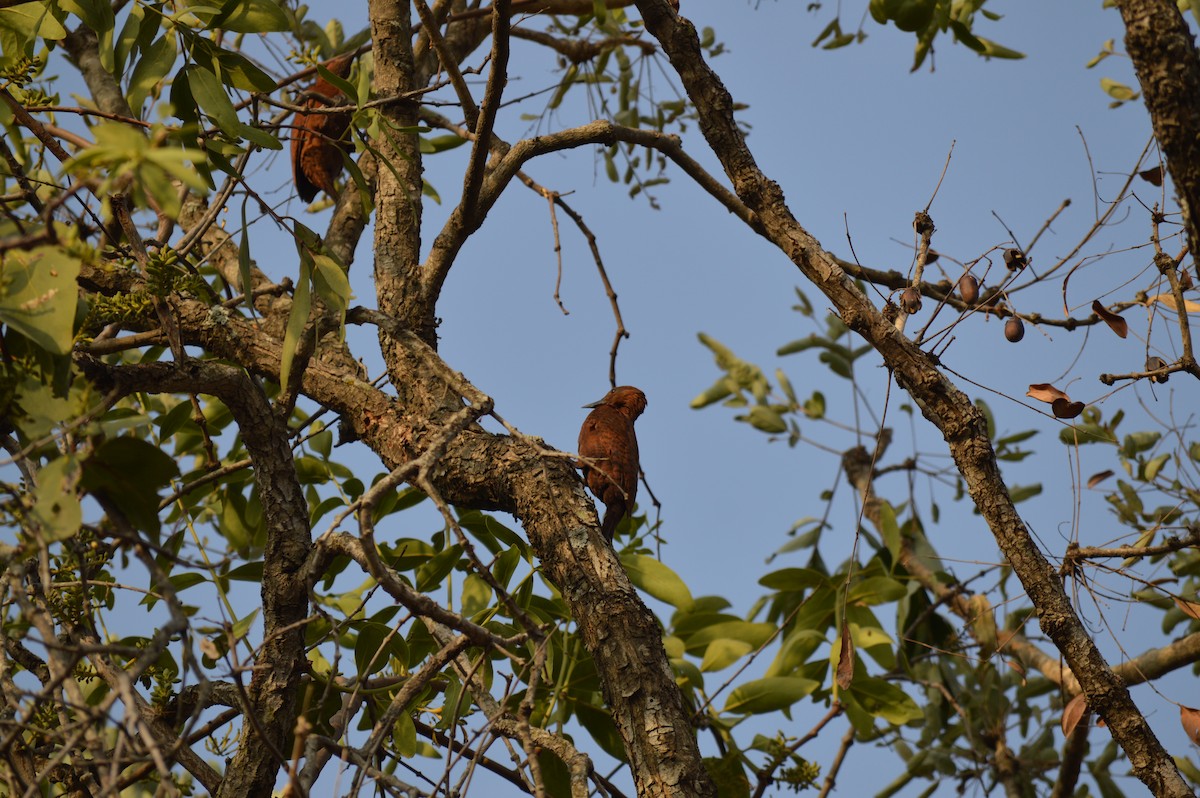 Rufous Woodpecker - ML51122561