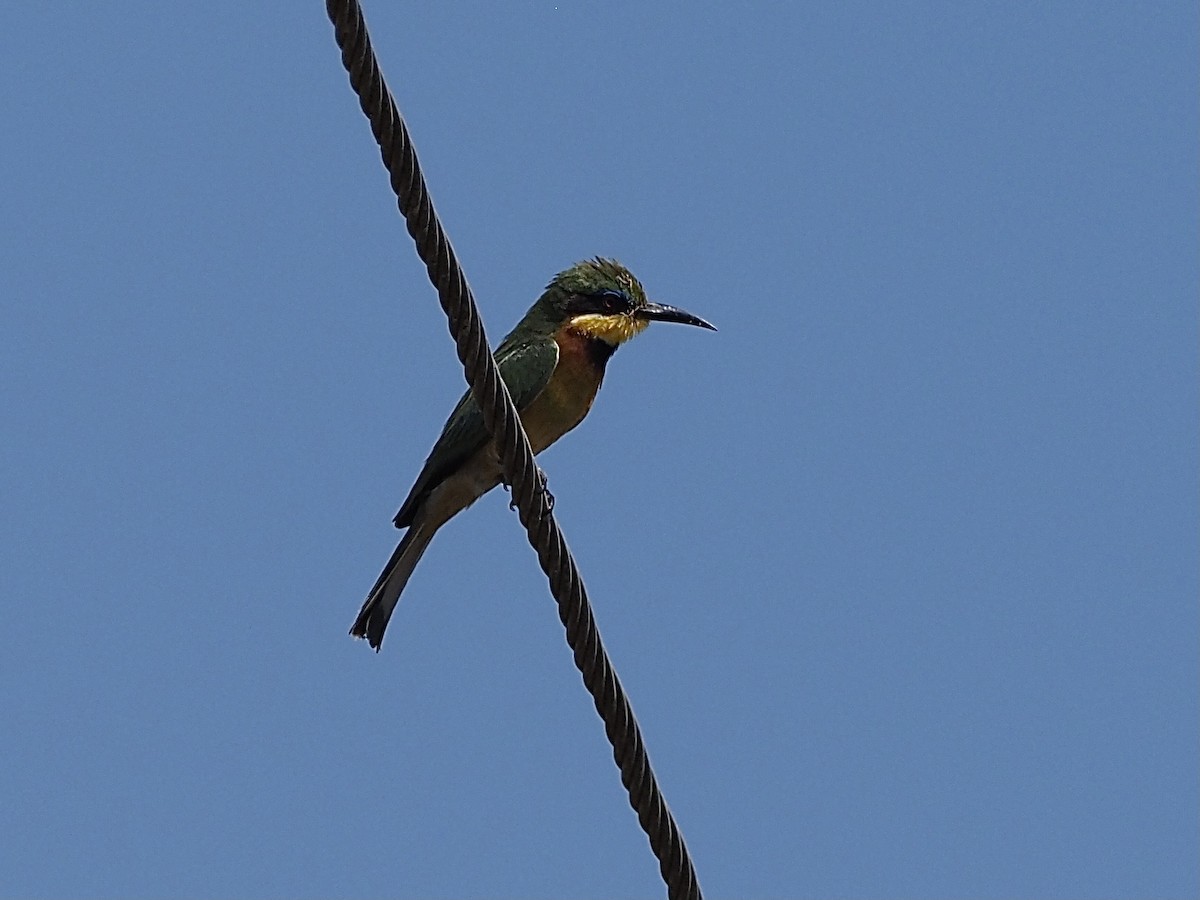 Little Bee-eater - ML511226111